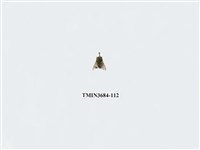 藏品(雙翅目)的圖片